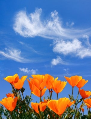 poppies